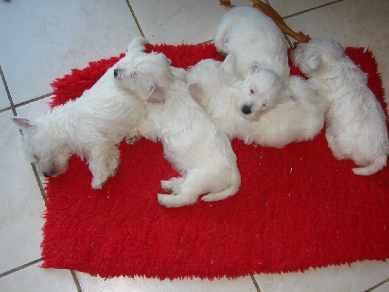 chiots